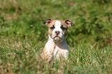 AMSTAFF  PUPPIES 277